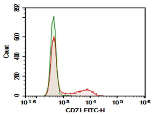 Anti-Rat CD71 Antibody [OX-26] - ABMIUM