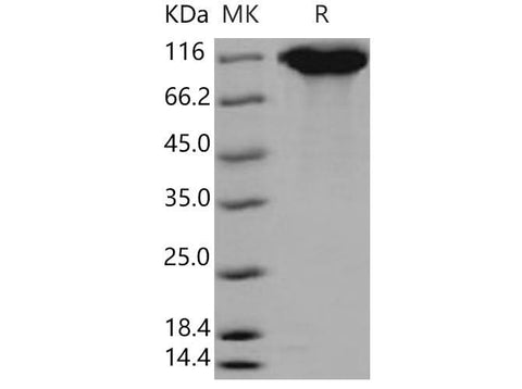 > 95 % as determined by reducing SDS-PAGE.