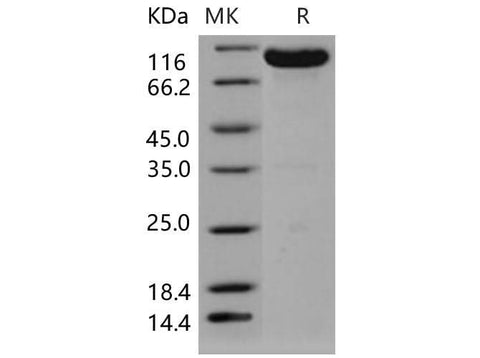 > 97 % as determined by reducing SDS-PAGE.
