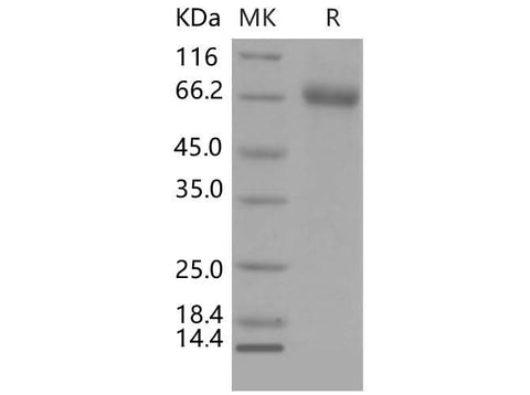 > 97 % as determined by reducing SDS-PAGE.