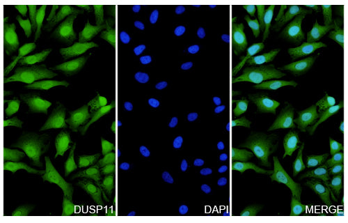 Immunofluorescence analysis of Anti-DUSP11 Polyclonal antibody
