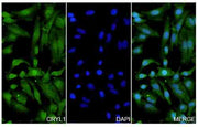 Anti-Human CRYL1 Polyclonal Antibody