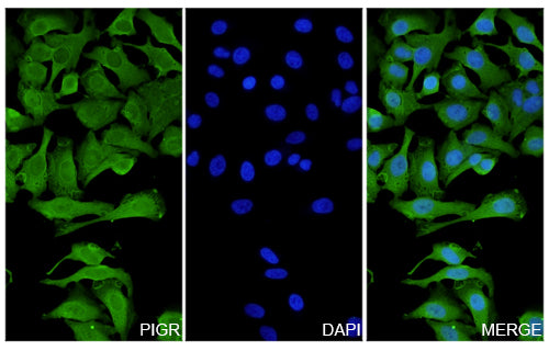 Immunofluorescence analysis of Anti-PIGR Polyclonal antibody