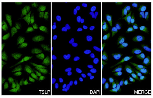 Immunofluorescence analysis of Anti-TSLP Polyclonal Antibody