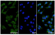 Immunofluorescence analysis of Anti-XPNPEP3 Polyclonal Antibody