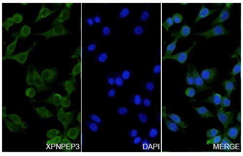 Immunofluorescence analysis of Anti-XPNPEP3 Polyclonal Antibody