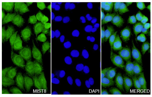 Immunofluorescence analysis of MLST8 Polyclonal Antibody