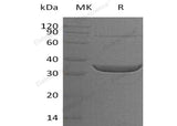 > 90 % as determined by reducing SDS-PAGE.