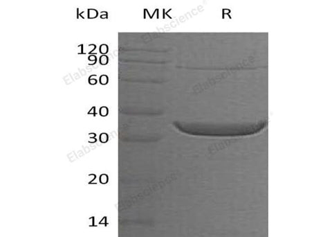 > 90 % as determined by reducing SDS-PAGE.