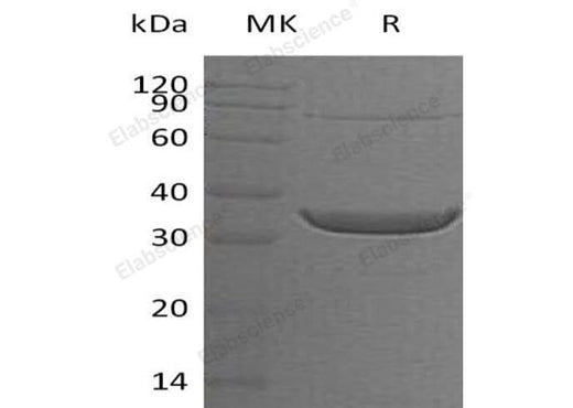 > 90 % as determined by reducing SDS-PAGE.