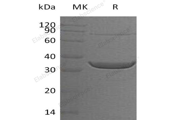 > 90 % as determined by reducing SDS-PAGE.