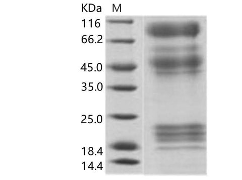 > 85 % as determined by reducing SDS-PAGE.