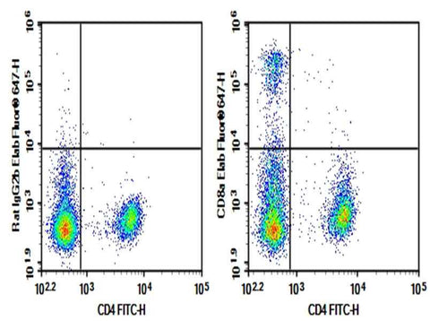 Anti-Mouse CD8a Antibody [YTS 105.18] - ABMIUM