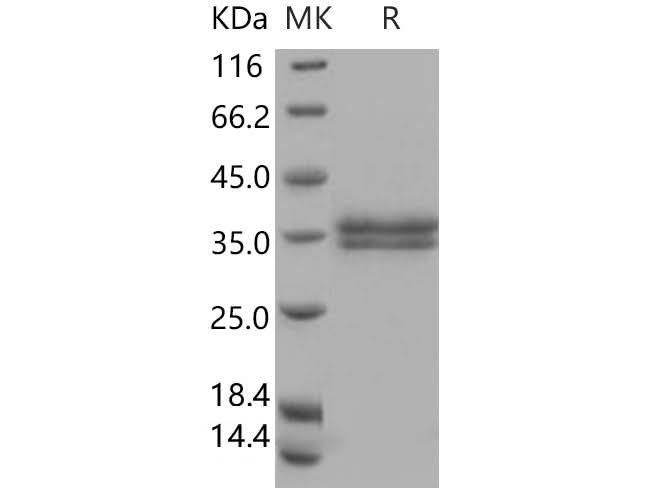> 95 % as determined by reducing SDS-PAGE.