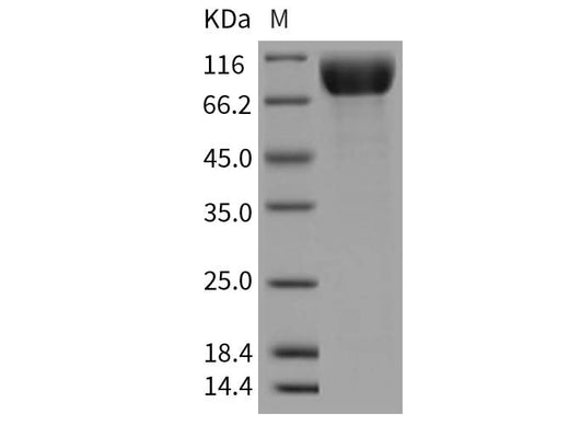 > 95 % as determined by reducing SDS-PAGE.