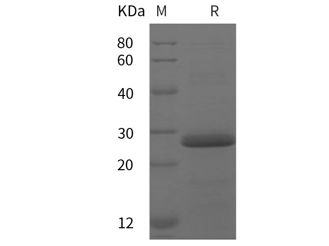 SDS-PAGE analysis of Human FLNC proteins, 2 μg/lane of Recombinant Human FLNC proteins was resolved with SDS-PAGE under reducing conditions, showing bands at 28 kDa.