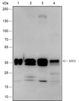 Anti-Human/Rat/Mouse ATF1 Antibody [A562]