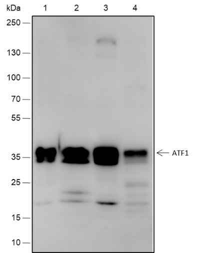 Anti-Human/Rat/Mouse ATF1 Antibody [A562]