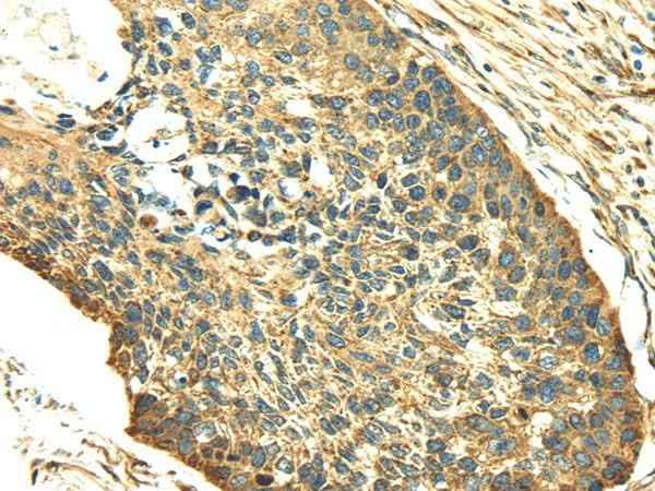 Anti-Human/Mouse/Rat SDF4 Antibody
