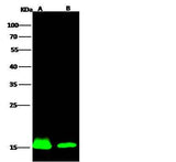 Anti-Human AIF1 Antibody [B375]