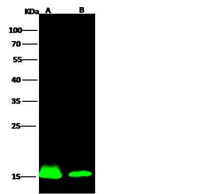 Anti-Human AIF1 Antibody [B375] - ABMIUM