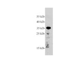Western blot of Zebrafish whole lysates with anti-AMBP rabbit polyclonal antibody at dilution of 1:1000.