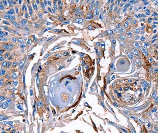 Anti-Human/Mouse/Rat LRP2 Antibody