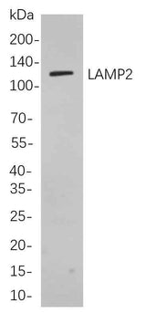 Anti-Human/Mouse LAMP2 Antibody [B781]