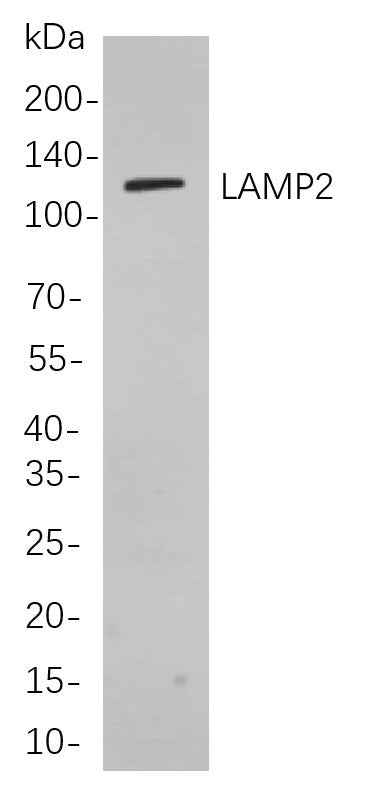 Anti-Human/Mouse LAMP2 Antibody [B781] - ABMIUM