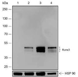 Anti-Human RUNX3 Antibody [A518]