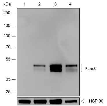 Anti-Human RUNX3 Antibody [A518] - ABMIUM