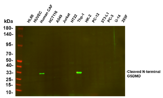 Anti-Human Cleaved N-terminal GSDMD Antibody [B585] - ABMIUM