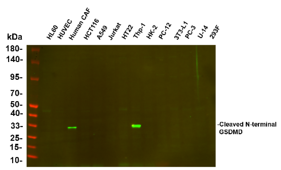 Anti-Human Cleaved N-terminal GSDMD Antibody [B585]