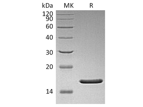 Recombinant Human FGF-2/FGF basic/FGFb Protein (aa 1-155)(Q65I,C96S,N111G) - ABMIUM