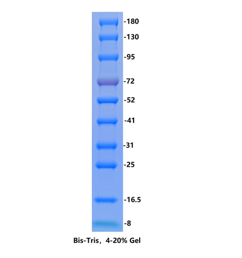 Calibrated Color Prestained Protein Marker (8-180kDa) - ABMIUM