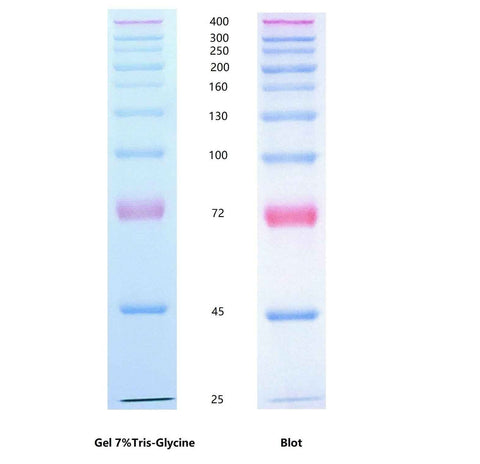 Calibrated High Molecular Weight Color Prestained Protein Marker (25–400 kDa) - ABMIUM