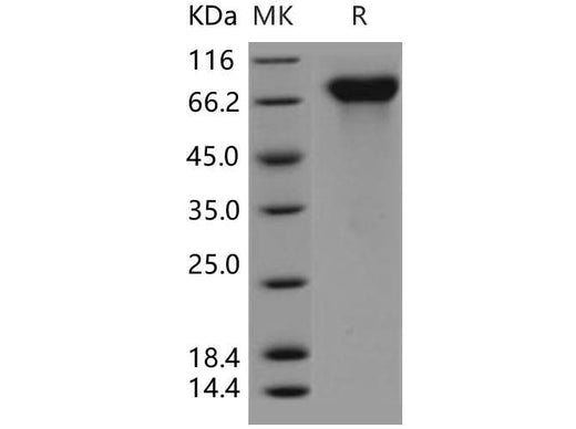 > 95 % as determined by reducing SDS-PAGE.