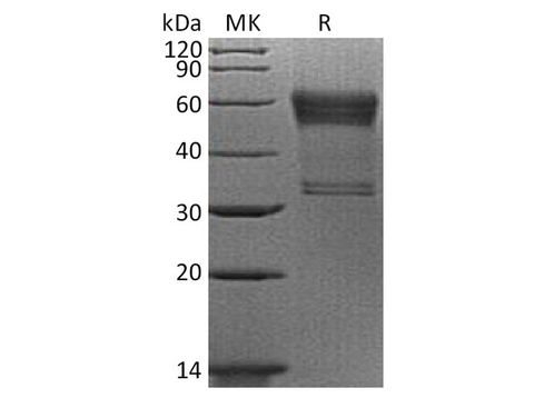 > 90 % as determined by reducing SDS-PAGE.