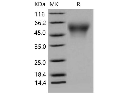 > 98 % as determined by reducing SDS-PAGE.