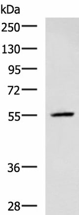 Western blot analysis of A549 cell lysate using CEP57 Polyclonal Antibody at dilution of 1:600