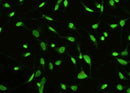 Anti-Human STK4 Antibody [A1065] - ABMIUM
