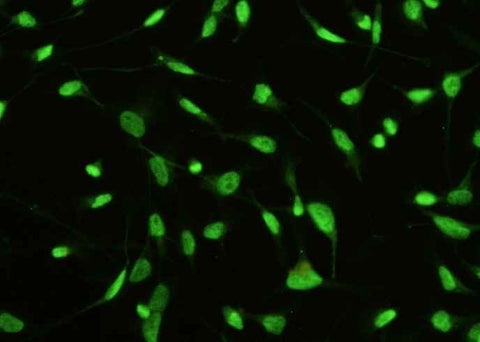 Anti-Human STK4 Antibody [A1065] - ABMIUM