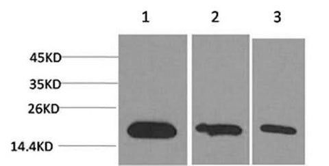 Western Blot analysis of 1) Hela, 2) 293T, 3) PC-12 cells with Survivin Monoclonal Antibody