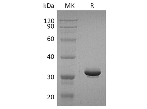 Recombinant Human IgG4-Fc Protein (aa 99-326) - ABMIUM