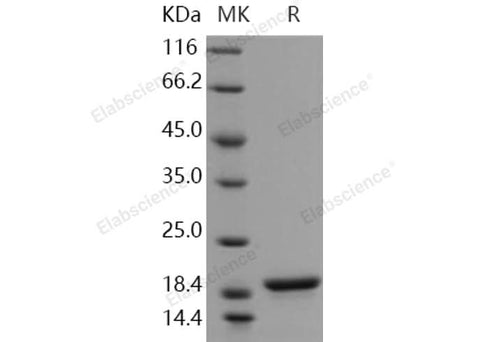 > 97 % as determined by reducing SDS-PAGE.