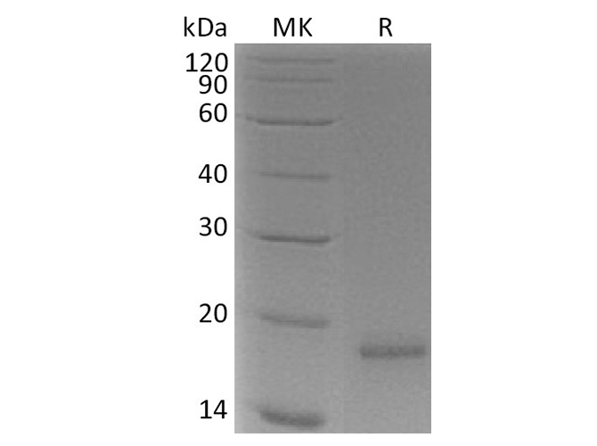 > 95 % as determined by reducing SDS-PAGE.