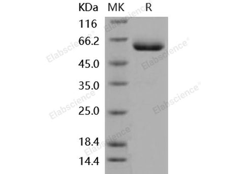 > 92 % as determined by reducing SDS-PAGE.