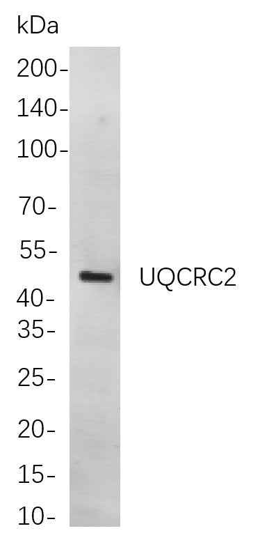 Anti-Human/Mouse/Rat UQCRC2 Antibody [B818] - ABMIUM