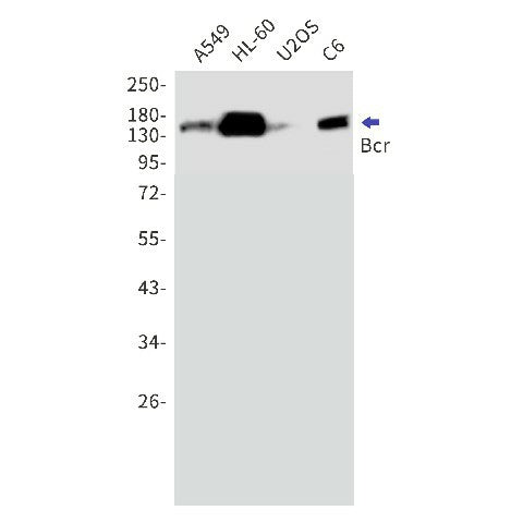 Western blot detection of Bcr in A549,HL-60,U2OS,C6 cell lysates using Bcr Rabbit mAb(1:1000 diluted).Predicted band size:143kDa.Observed band size:160kDa.