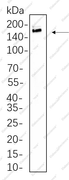 Elabscience AN301322L IRS-1 validation image 1